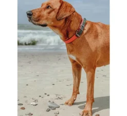 Hunter Hondenhalsband Convenience Comfort Oranje- Hondenhalsband