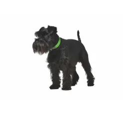Hunter Hondenhalsband Convenience Groen- Hondenhalsband