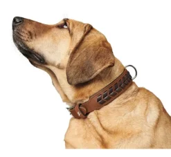 Hunter Hondenhalsband El Paso Cognac- Hondenhalsband