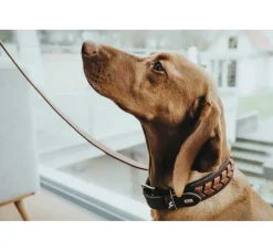 Hunter Hondenhalsband El Paso Bruin- Hondenhalsband