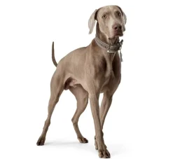 Hunter Hondenhalsband Lucca Walnoot- Hondenhalsband