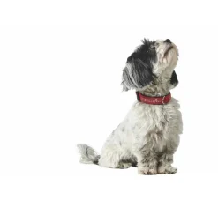 Hunter Hondenhalsband Softie Rood Deluxe- Hondenhalsband