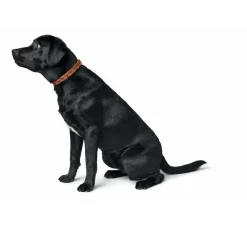 Hunter Hondenhalsband Solid Education Cord Bruin Oranje- Hondenhalsband
