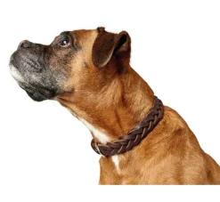 Hunter Hondenhalsband Solid Education Bruin- Hondenhalsband