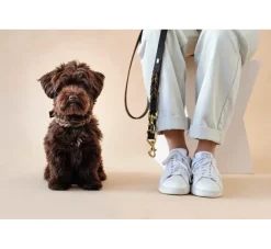Hunter Hondenhalsband Solid Education Duo Bruin- Hondenhalsband