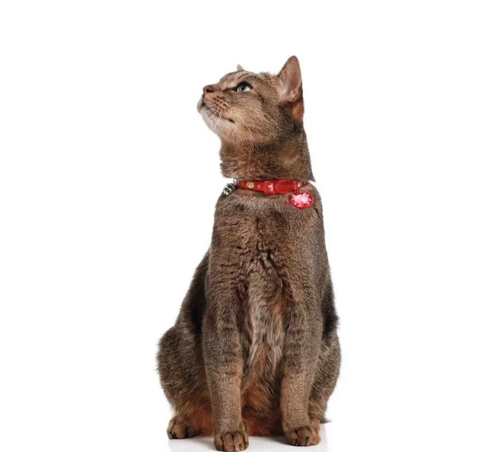 Hunter Kattenhalsband Krokom Rood- Kattenhalsband