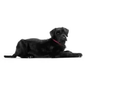 Hunter Training Halsband Hond Freestyle Raspberry- Hondenhalsband