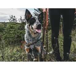 Hunter Training Halsband Hond Solid Education Bruin- Hondenhalsband