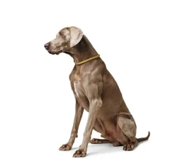Hunter Training Halsband Hond Eiby Freestyle Geel- Hondenhalsband