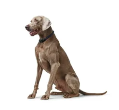 Hunter Training Halsband Hond Eiby Freestyle Blauw- Hondenhalsband
