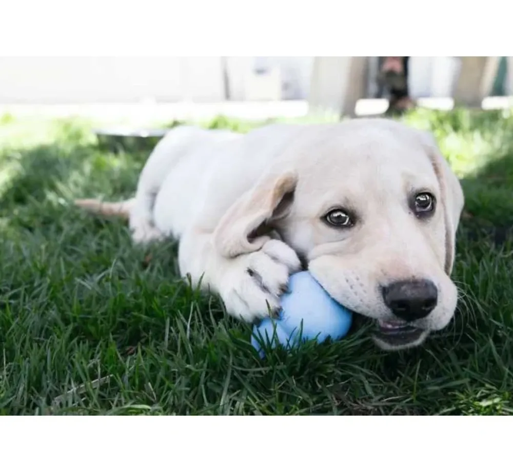 Kong Hondenspeelgoed Puppy- Puppy Speelgoed