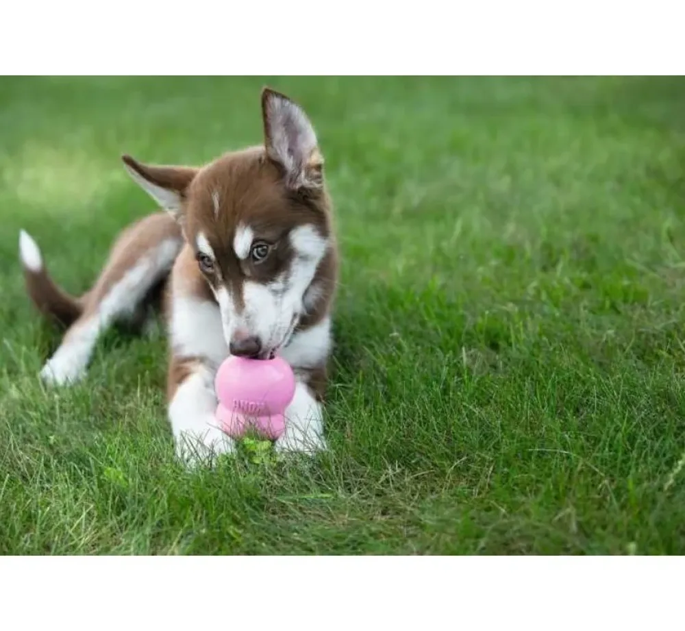 Kong Hondenspeelgoed Puppy- Puppy Speelgoed