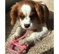 Kong Hondenspeelgoed Puppy Goodie Bone- Puppy Speelgoed