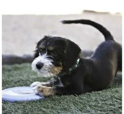 Kong Hondenspeelgoed Puppy Flyer- Puppy Speelgoed