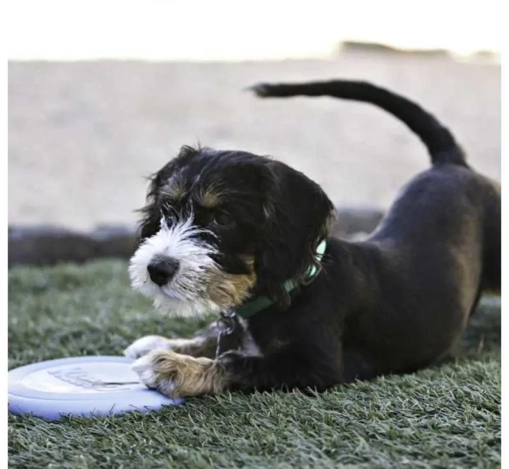 Kong Hondenspeelgoed Puppy Flyer- Puppy Speelgoed