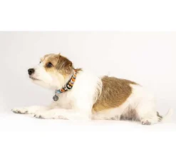 Max & Molly Hondenhalsband Summertime- Hondenhalsband