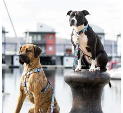 Max & Molly Hondenriem Short Leash Blue Ocean- Puppy Riem