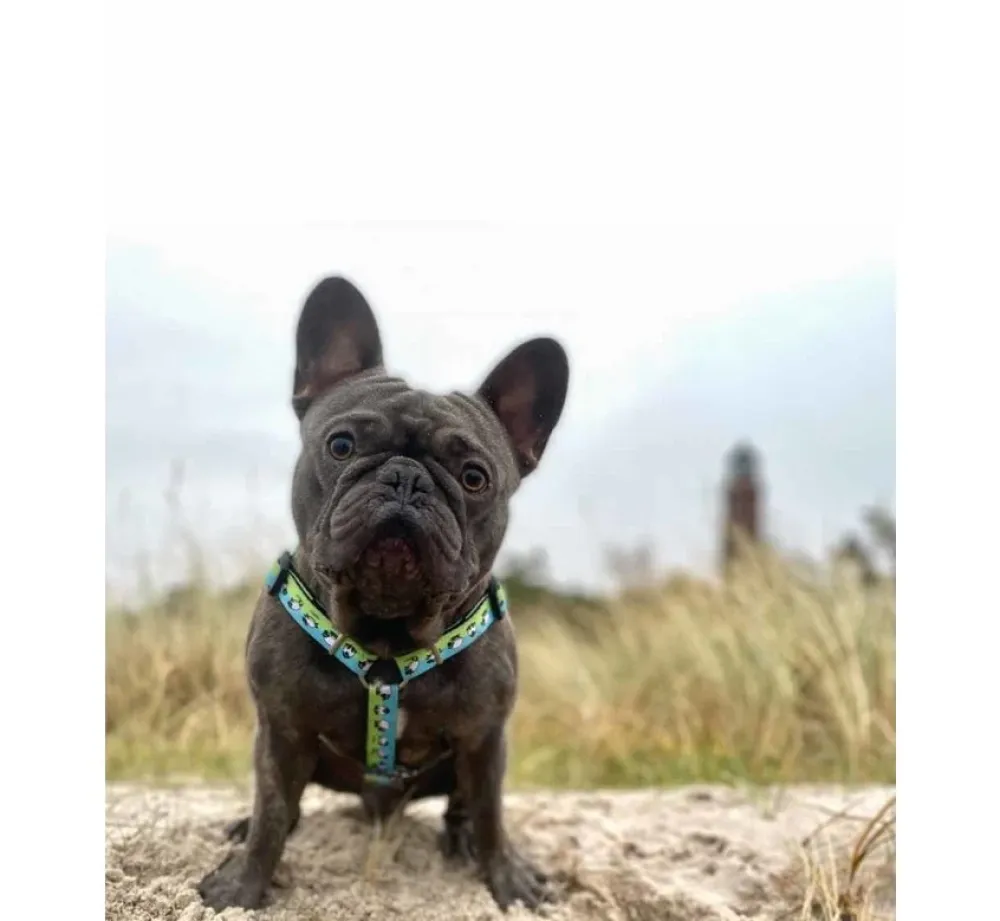 Max & Molly Hondentuig Black Sheep- Puppy Tuig & Puppy Harnas