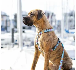 Max & Molly Hondentuig Blue Ocean- Puppy Tuig & Puppy Harnas