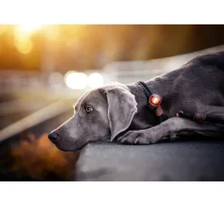 Orbiloc K9 Active Set- Hondenhalsband
