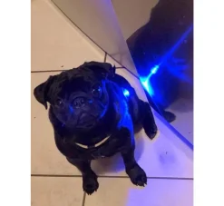 Orbiloc Veiligheidslamp Dog Dual Light Blauw- Hondenhalsband