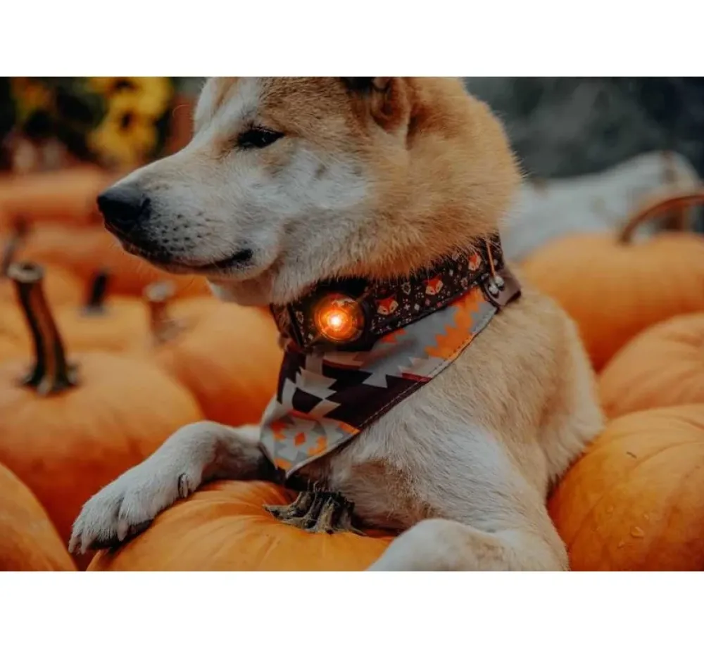 Orbiloc Veiligheidslamp Dog Dual Light Amber- Hondenhalsband