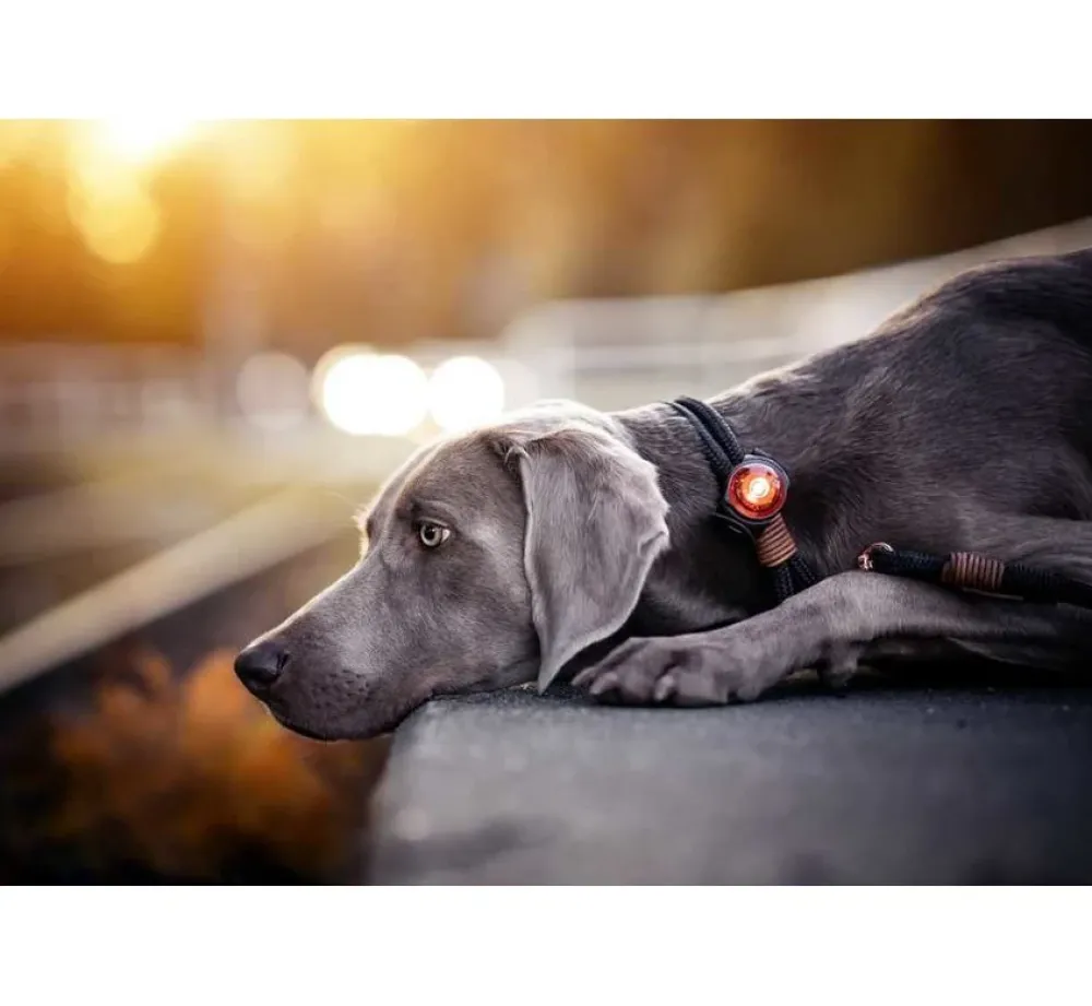 Orbiloc Veiligheidslamp Dog Dual Light Amber- Hondenhalsband