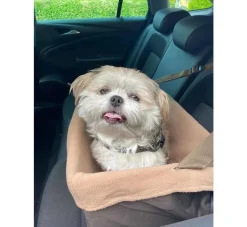 Petsafe Honden Autostoel Happy Ride Booster Seat- Honden Autostoel