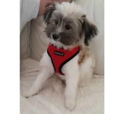 Puppia Hondentuig Soft Harness Rood- Puppy Tuig & Puppy Harnas