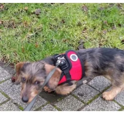 Puppia Hondentuig Soft Vest Red- Puppy Tuig & Puppy Harnas