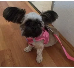 Puppia Hondentuig Soft Vest Roze- Puppy Tuig & Puppy Harnas