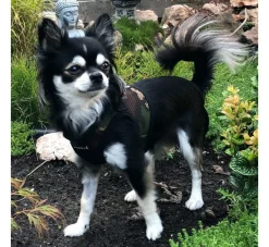 Puppia Hondentuig Soft Vest Camouflage- Puppy Tuig & Puppy Harnas