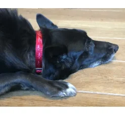 Rogz Hondenhalsband Alpinist Rood- Hondenhalsband