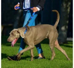 Rogz Hondenhalsband Utility Control Blauw- Hondenhalsband