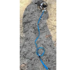 Rogz Hondenriem Utility Turquoise- Puppy Riem
