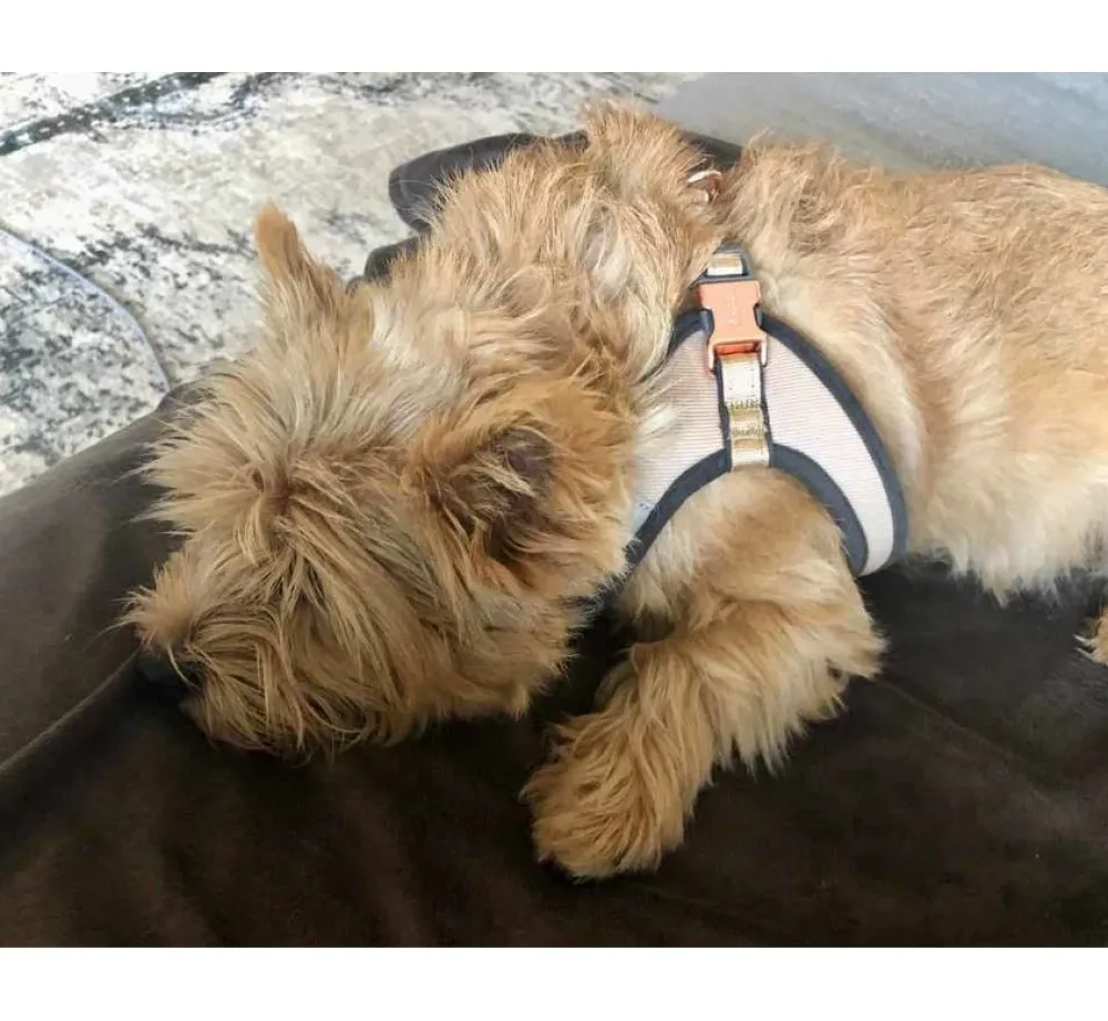 Rogz Hondentuig Fast Fit Urban Gold Rush- Puppy Tuig & Puppy Harnas