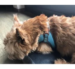 Rogz Hondentuig Fast Fit Urban Turquoise Moon- Puppy Tuig & Puppy Harnas
