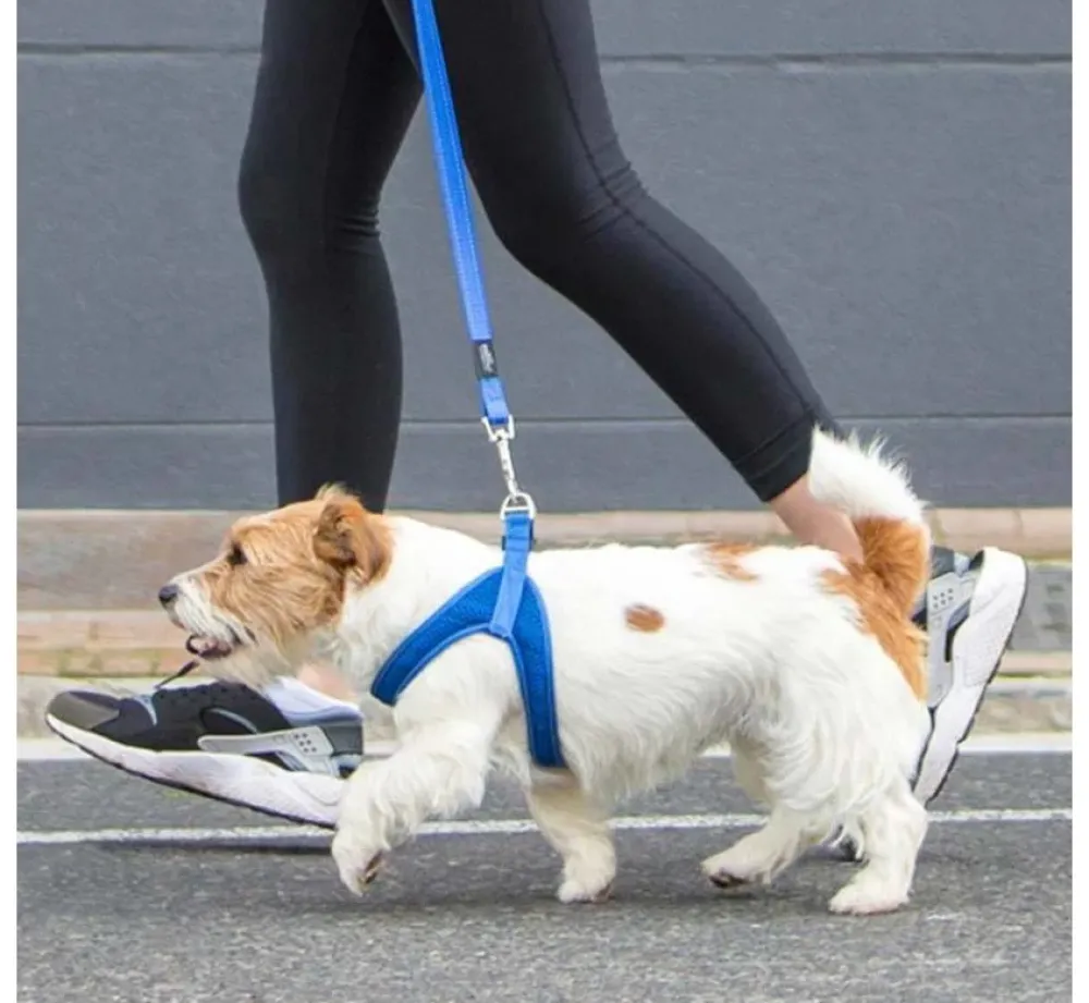 Rogz Hondentuig Fast Fit Blauw- Puppy Tuig & Puppy Harnas